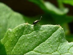 Image result for "flea-beetle"