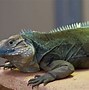 Image result for iguana