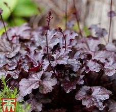 Image result for Heuchera Greenberry