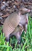 Image result for Armadillo Figurines