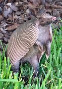 Image result for Armadillo Clip Art No Background