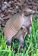 Image result for armadilla