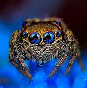 Image result for Tropical Spiders