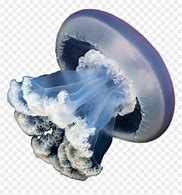 Image result for Jellyfish No Background