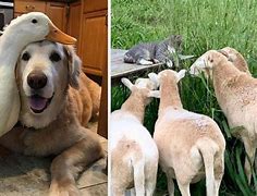 Image result for Funny Animal Friends