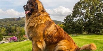 Image result for The Biggest Dog in the Whole Entire World