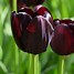 Image result for Tulipa Queen of the Night