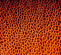 Image result for Trypophobia Ear