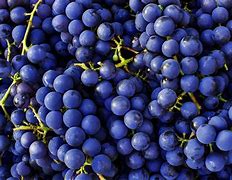 Image result for Cabernet Sauvingon Grapes