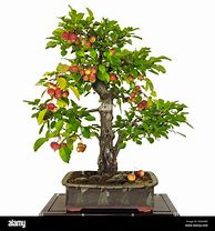 Image result for Bonsai Apple Tree