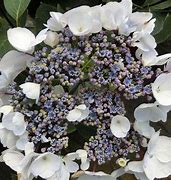 Hydrangea macrophylla Lanarth White కోసం చిత్ర ఫలితం