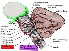 Image result for Medullary Branch of Vertebral Artery