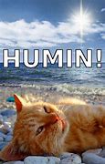 Image result for Cat On Vacation Meme