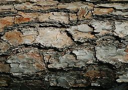 Image result for Smooth Texture Photography