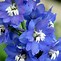 Image result for Beautiful Bright Blue Flowers
