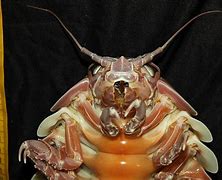 Image result for Largest Isopod