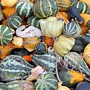 Image result for Dark Green Squash