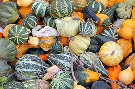Image result for Sweet Squash