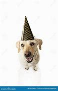 Image result for Happy Dog Celebrating