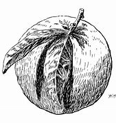 Image result for Fruit Pen and Ink Drawings