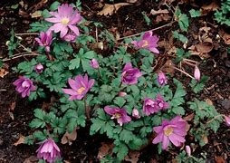 Image result for Anemone blanda Ingramii