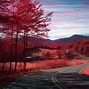 Image result for Red Tree Wallpaper