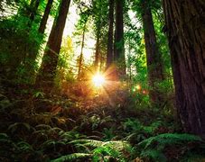 Image result for Redwood Forest Vacations