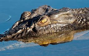 Image result for Saltwater Crocodile in Water