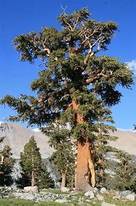 Image result for Oldest Pine Tree in USA