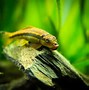 Image result for Chinese Algae Eater and Amano Shrimp