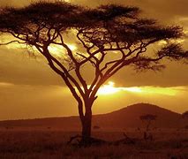 Image result for African Safari Trees