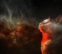 Image result for Crazy Cat Galaxy Wallpaper