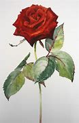 Image result for Watercolor Rose Procreate