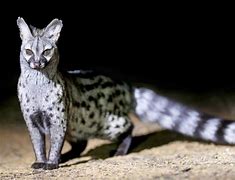 Image result for Nocturnal Animals National Geographic