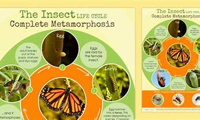 Image result for Metamorphosis Insect Life Cycle