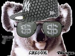 Image result for Gangster Koala