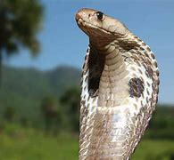 Image result for Pet Cobra
