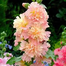 Image result for Alcea rosea peachy shades