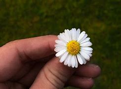 Image result for Animated Daisy Flower