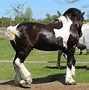 Image result for Draft Riding Horse Breeds