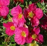 Image result for Potentilla fruticosa Danny Boy