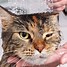 Image result for Funny Cat Bath