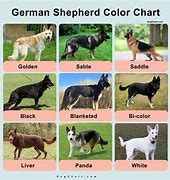 Image result for German Shepherd Dog Colors