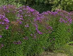 Image result for Vernonia crinita Betty Blindeman