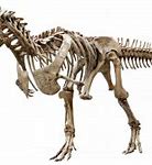 Image result for Dinosaur Bones Side View