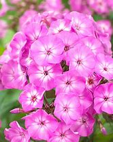 Image result for Phlox paniculata Famous Light Purple