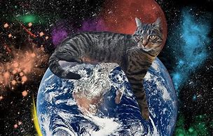Image result for Cat Twine Universe