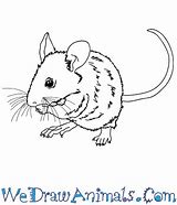 Image result for Realistic Mouse Drawings