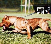 Image result for Pit Bull Fighting