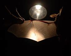 Image result for Baby Bat Wings